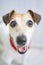 Adorable portrait of smiling silly happy dog in red stylish accessory Kerchief scarf.