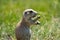 Adorable prairie dog eats grass. Taken at Devils Tower National Monumebt