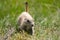 Adorable prairie dog in the Prarie Dog Town in Devils Tower National Monument, eating grass