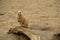 Adorable Prairie Dog standing on wood stump