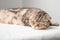 Adorable pregnant Scottish Fold cat has closed her eyes and is resting lying on the table against the background of the