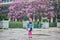 Adorable preschooler girl enjoying pink magnolias in full bloom on a rainy day in a park of Paris, France