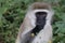 Adorable primate with an elongated face and black nose firmly grasping an object in its hands