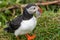 Adorable puffin walking with fish in his mouth beak, in Iceland