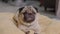 Adorable Pug Dog Breed lying smile and looking camera,Healthy handsome dog waiting owner to play together,Happiness Cute dog