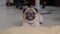 Adorable Pug Dog Breed lying smile and looking camera,Healthy handsome dog waiting owner to play together,Happiness Cute dog
