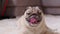 Adorable Pug Dog Breed lying smile and looking camera,Healthy handsome dog waiting owner to play together.Happiness Cute dog