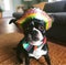 Adorable pug dog with mexican sombrero hat. Happy Cinco De Mayo fashion