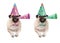 Adorable pug puppy dog hanging with paws on blank banner, wearing colorful birthday party hat and blowing horn