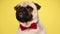 adorable pug puppy dog posing in studio