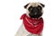 Adorable Pug puppy wearing bandana and looking forward