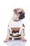 Adorable pug wearing knitted costume on white background