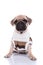 Adorable pug wearing knitted costume on white background