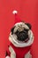 Adorable Pug wearing santa hat in christmas day ready to celebrated