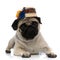 Adorable pug wearing a traditional Romanian hat