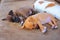 Adorable Puppies Sleeping