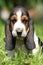 Adorable puppy of basset hound looking at you