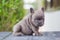 Adorable puppy blue french bulldog look at camera