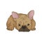 Adorable puppy of boston terrier in lying down pose. Dog with wrinkled muzzle, brown smooth coat and pink ears. Cartoon