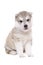 Adorable puppy breed Husky