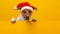 Adorable puppy in christmas hat peeking from behind blank banner, creating a fun and festive scene