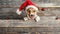 Adorable puppy in christmas hat peeking out mischievously from behind blank banner