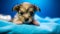 Adorable puppy on the examination table at the veterinarian, pet checkup, blue background, banner