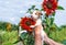 Adorable puppy in hand and sunflower in garden