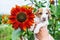 Adorable puppy in hand and sunflower in garden