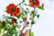 Adorable puppy in hand and sunflower in garden against the background of the sky
