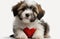 An adorable puppy havanese dog wearing a red heart on a white background