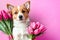 Adorable Puppy Holding Colorful Tulip Bouquet on Pink Background - Perfect Spring Pet Image for Design and Web Use