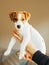 Adorable puppy Jack Russell Terrierin the owners hands