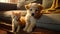 Adorable Puppy And Kitten Sitting Together On A Cozy Couch