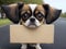 Adorable puppy Papillon dog with a cardboard box on the road