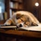 Adorable puppy peacefully sleeping among scattered books