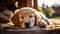 An adorable puppy snuggled up in its owner\\\'s lap for a nap.