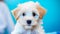 Adorable puppy on veterinarian exam table, pet checkup, blue background, veterinary clinic, banner