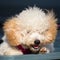 Adorable pure breed bichon frise dog