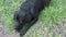 A adorable purebred black labrador lies on the green grass