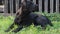 A adorable purebred black labrador lies on the green grass