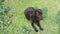 A adorable purebred black labrador lies on the green grass