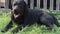 A adorable purebred black labrador lies on the green grass