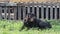 A adorable purebred black labrador lies on the green grass