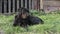 A adorable purebred black labrador lies on the green grass