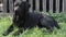 A adorable purebred black labrador lies on the green grass