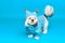 Adorable purebred dog, Shih Tzu in dog's winter clothes standing isolated on blue studio background. Going for a