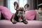 Adorable purebred grey French bulldog puppy close up on pink magenta sofa in well-lit, contemporary designed living room. With
