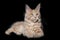 Adorable purebred maine coon kitty lying