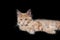 Adorable purebred maine coon kitty lying